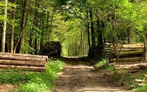 FOREST WINNER