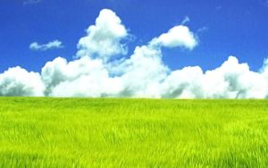 Linea Green